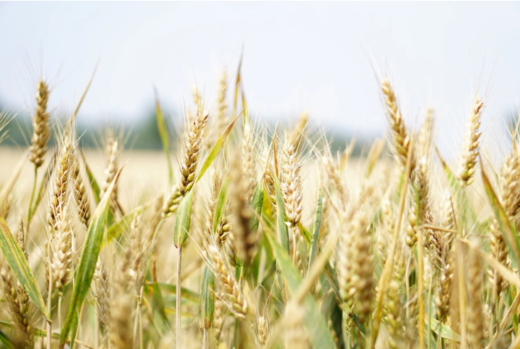 barley plant